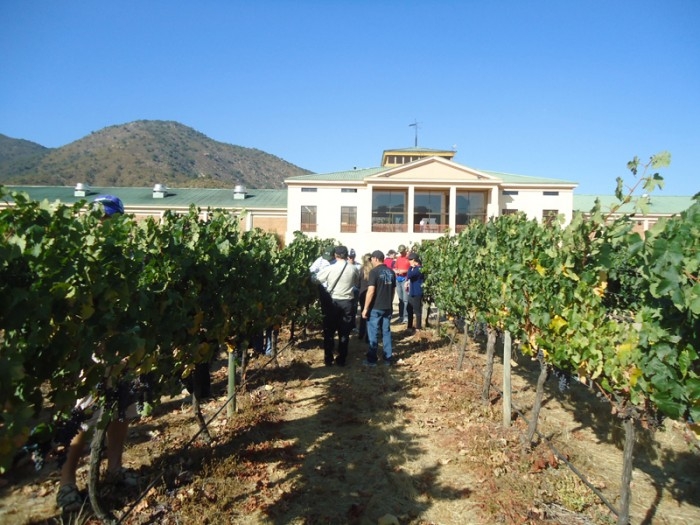 País possui 126 mil hectares de uvas, sendo 80% tintas. - Divulgação