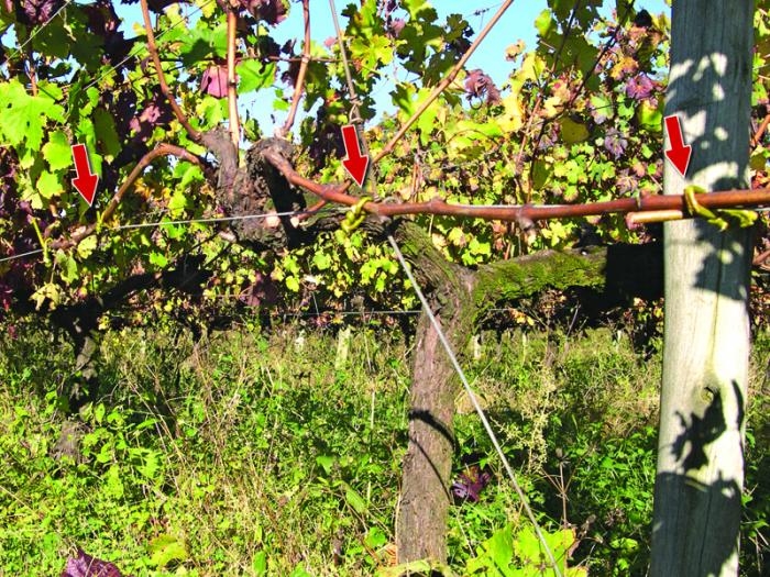 Detalhe de vinhedo com exemplos de amarração de ramos de uma planta. - Arquivo / Editora Novo Ciclo