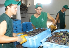 Recebimento de uvas na União de Vinhos - Danúbia Otobelli