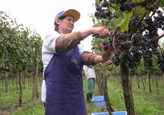 Cabernet Sauvignon (a uva sendo colhida, na imagem) rendeu esse ano, no Estado, 13,2 milhões de kg. - Arquivo / Editora Novo Ciclo