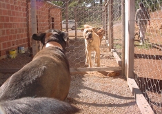 Propriedade na localidade de São Caetano abriga atualmente cerca de 150 animais recolhidos. - Fabiano Provin