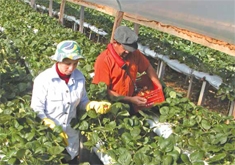 Adélio Servinski cultiva cerca de 90 mil pés da fruta a cada safra. - Foto Na Hora / Antonio Coloda