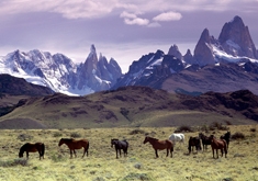 O DOMADOR DE CAVALOS - Em busca do CAVALO DA NEVE, o melhor cavalo