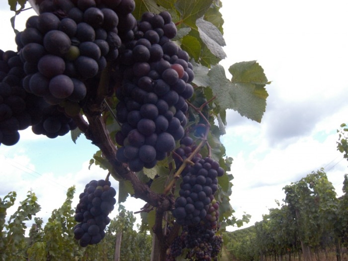Colheita de variedades precoces, como a Pinot Noir, serão colhidas a partir da próxima semana. Na foto, vinhedos da Vinícola Luiz Argenta. - Andréia Debon