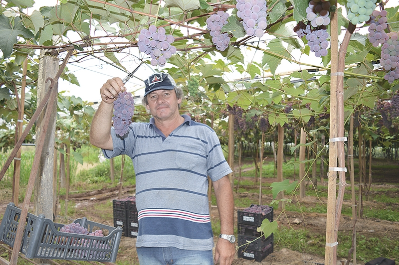Tendo como destino a Ceasa de Porto Alegre, uvas produzidas pelo agricultor Nilson Molon já estão sendo colhidas em Otávio Rocha. - Camila Baggio/O Florense