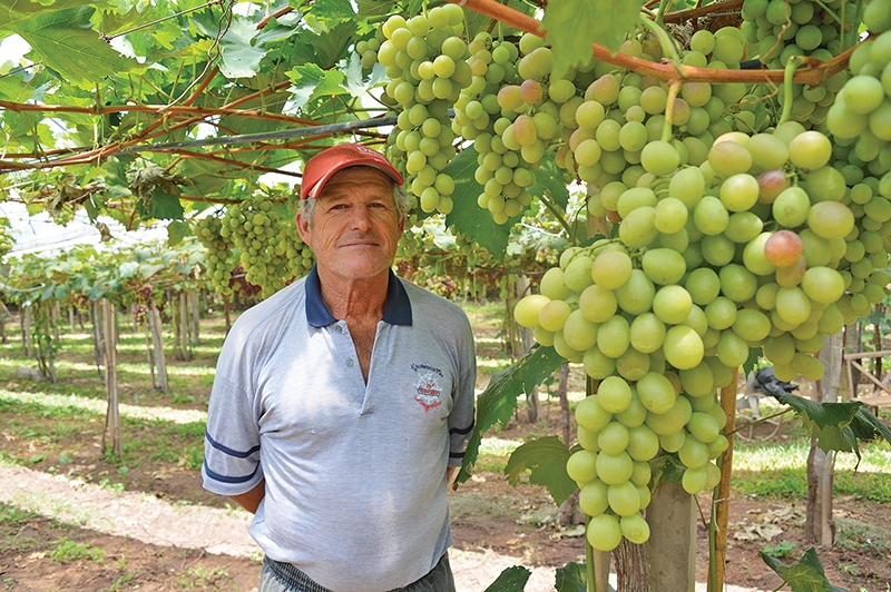 O produtor Bruno Araldi recebe visitantes para provar as uvas de mesa na sua propriedade em Otávio Rocha. - Danúbia Otobelli/O Florense