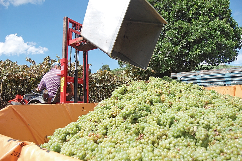 Flores da Cunha tem 1.479 propriedades que cultivam uvas. - Antonio Coloda/Jornal O Florense