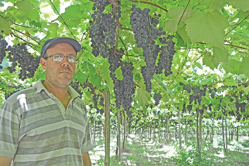 O vitivinicultor Ricardo Bordin inicia nos próximos dias a colheita da BRS Violeta. Expectativa é de qualidade superior e menor volume de produção. - Camila Baggio/O Florense