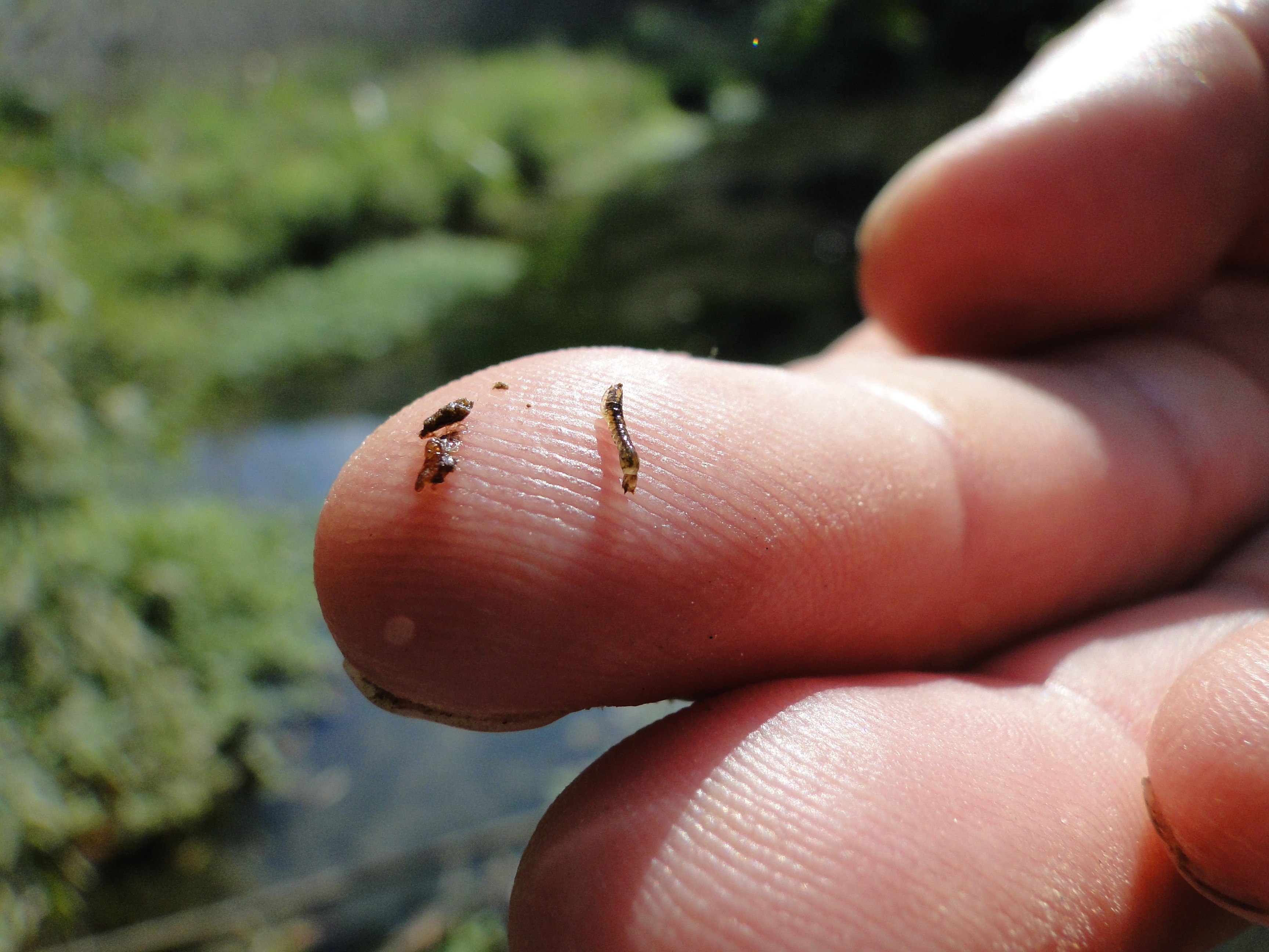 Córregos florenses têm índice elevado da presença de larvas e do mosquito. - Divulgação