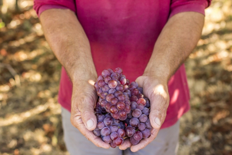  Preço mínimo da uva será de R$ 1,03 na próxima safra. - Dandy Marchetti/Ibravin/Divulgação