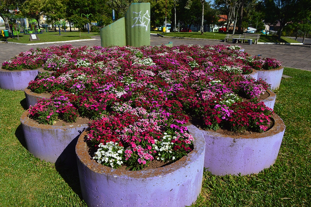 Flores estão em praças e locais públicos. - Prefeitura de Flores da Cunha/Divulgação