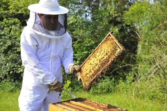 Curso de apicultura em Flores da Cunha. - Divulgação