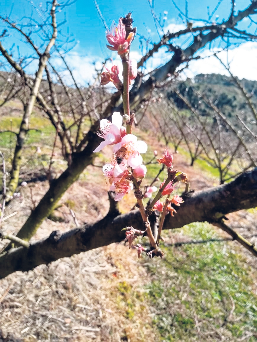 Em pleno inverno, plantas de pêssego estão florindo  e até produzindo frutos em Nova Pádua. - Gilmar Marin/Divulgação