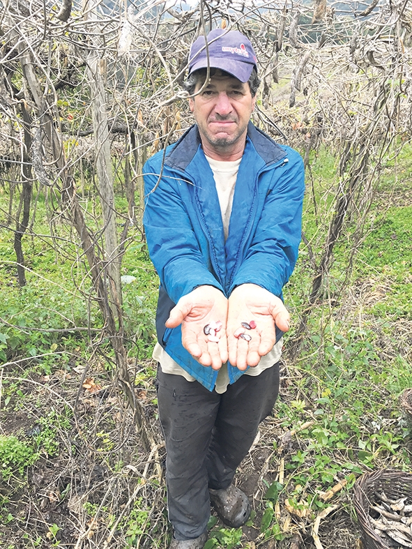 O agricultor rural Sergio Antônio Bortoloso mostra algumas das variedades dos feijões que produz. - Franciane Bassegio