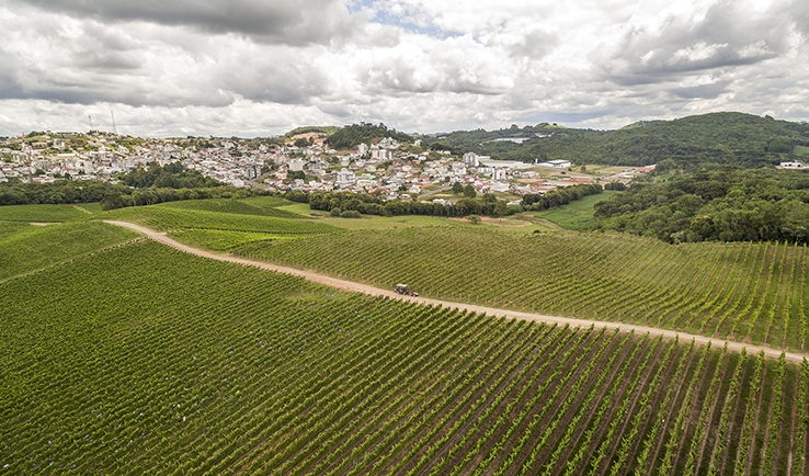 Produtores de Flores da Cunha estarão na 2ª Wine South America  - Dandy Marchetti/Ibravin/Divulgação