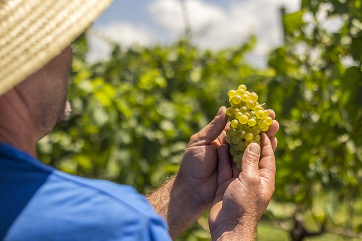 A Chardonnay é uma das primeiras uvas colhidas. Variedade será utilizada para elaboração de vinhos e espumantes. - Dandy Marchetti/ Divulgação