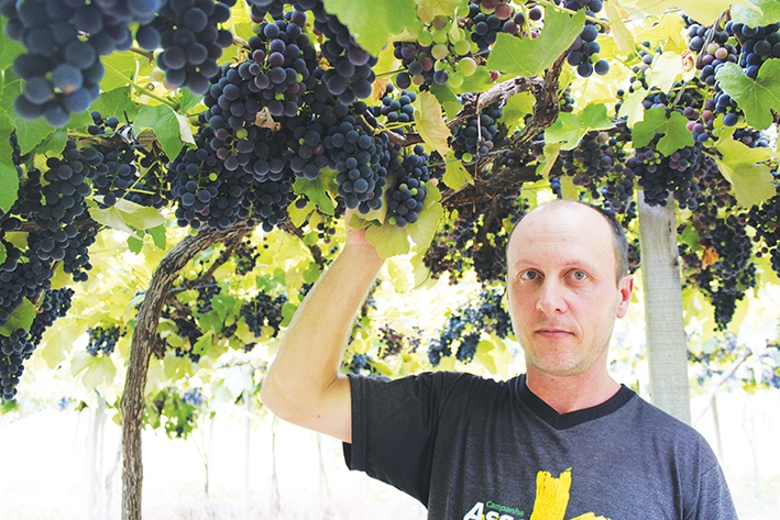 Joel Caldart possui 4,5 hectares de uva e pretende colher 120 toneladas da fruta. - Pedro Henrique dos Santos