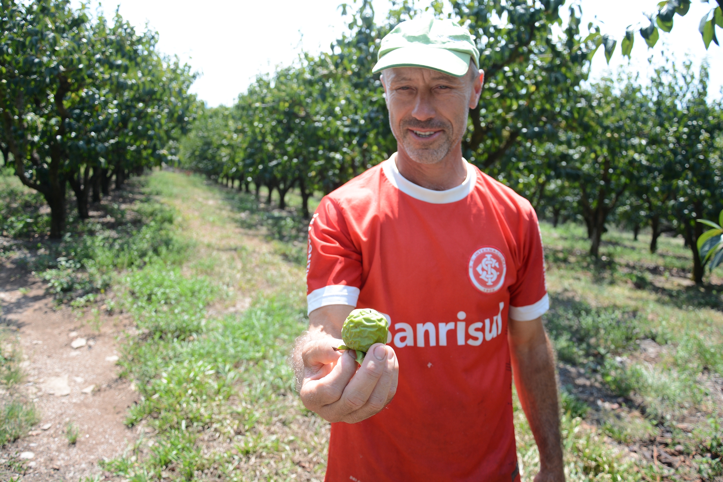O agricultor Adair Bianchin, de 52 anos, mostra a perda na qualidade das frutas. - Maicon Pan