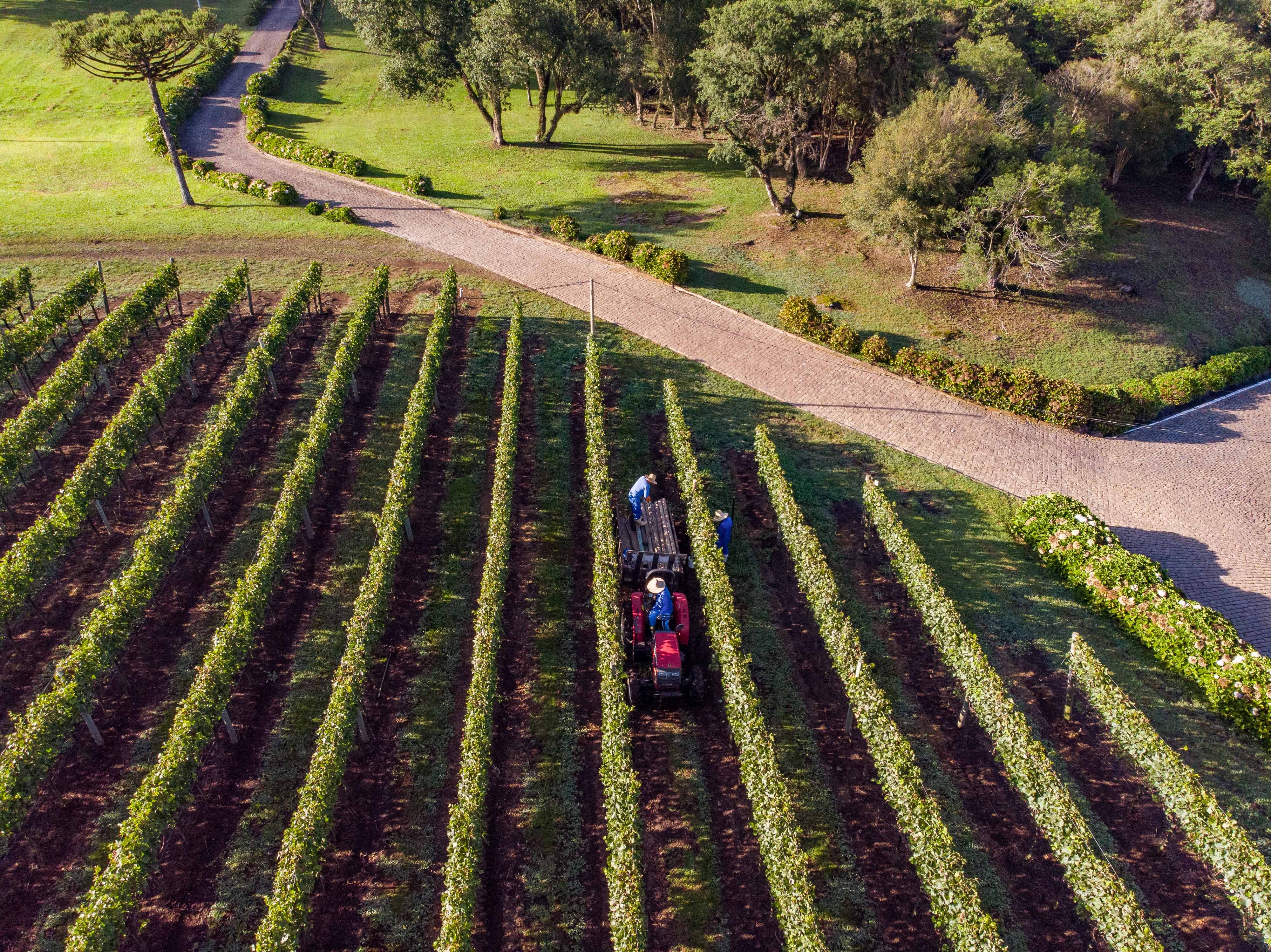 A produção foi realizada em 2,8 mil hectares de vinhedos de associados, localizados em 11 municípios da Serra Gaúcha, em um raio de 50 quilômetros. - Zéto Telöken/Divulgação