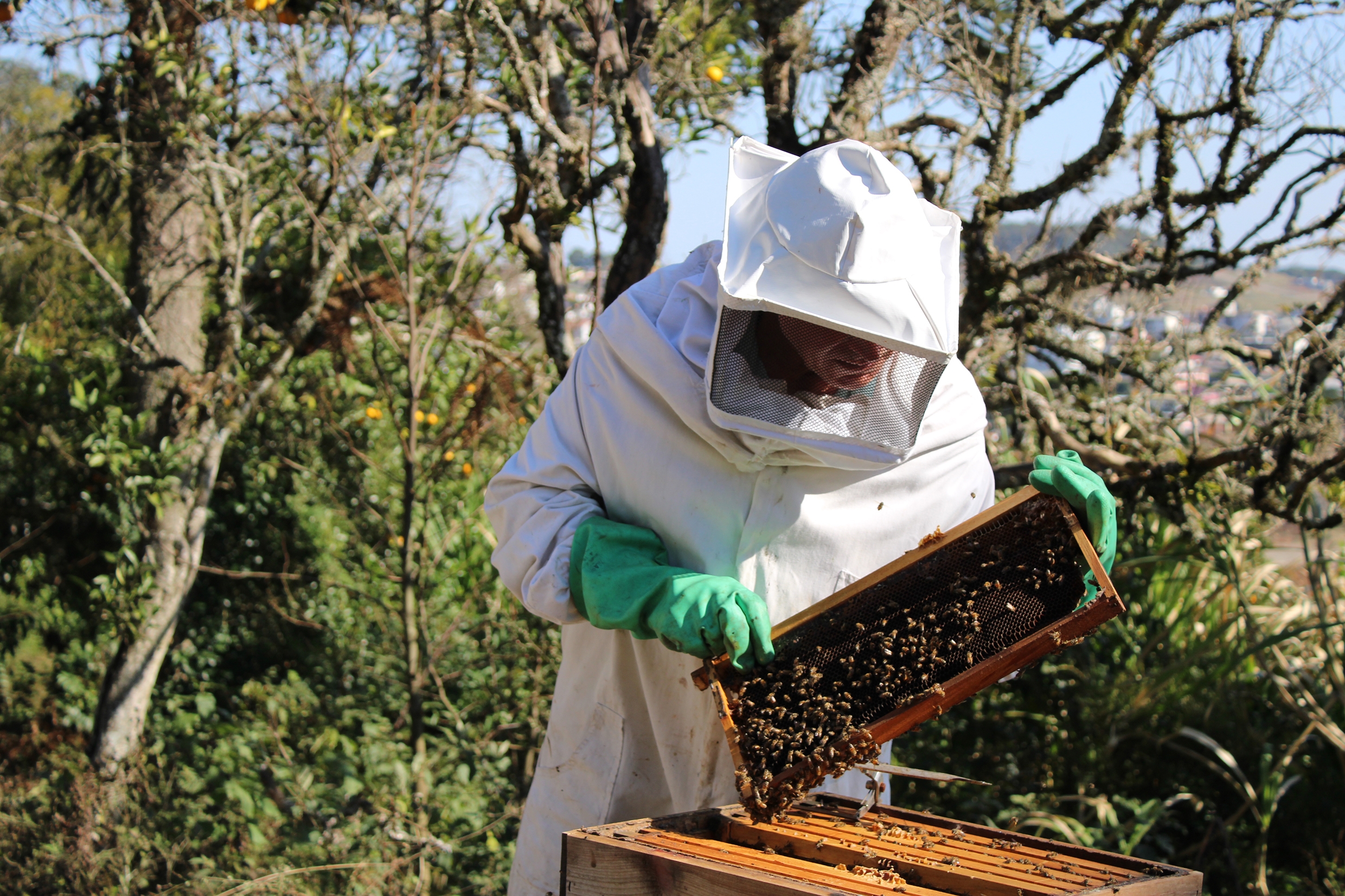 Há mais de 50 anos, Eitor Tormen lida com abelhas, atividade que foi passada de geração para geração.  - Karine Bergozza