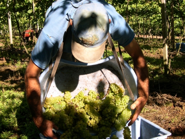 Os viticultores que não efetuarem o cadastro, correm o risco de ter sua uva rejeitada pela indústria na próxima safra. - Arquivo Jornal O Florense