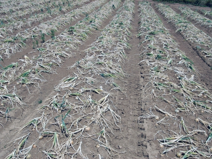 Sequência de dias quentes prejudicou as plantações de cebola em Nova Pádua. - Fabiano Provin