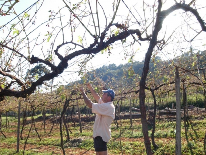 Família de Vani Molon esperava produzir entre 70 mil e 80 mil quilos de uvas. Após uma semana, desânimo do agricultor com a perda total só aumentou. - Camila Baggio
