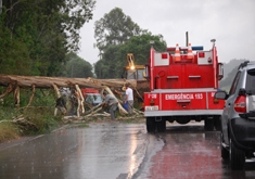 Eucalipto caiu na estrada que liga Flores da Cunha ao distrito de Otávio Rocha. - Na Hora / Antonio Coloda