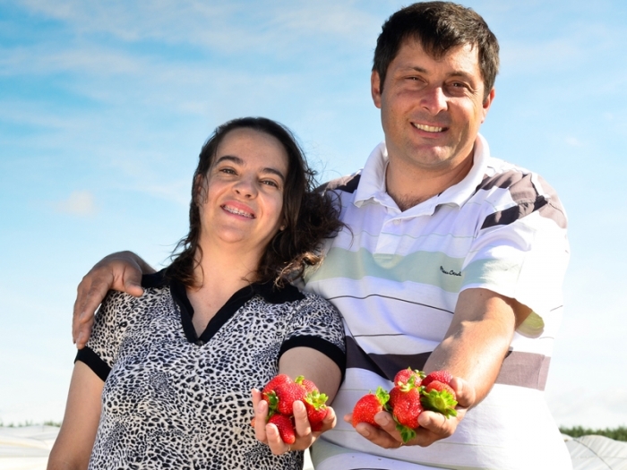Plantação de morango de Miguel e Fabrícia Rizzotto produz seis toneladas ao ano. - Tatiana Cavagnolli / Divulgação