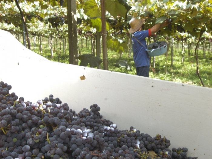 Para receber o reajuste, o viticultor deve entregar uma uva igual ou acima de 15 graus glucométricos. - Arquivo O Florense