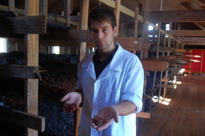 Jovem integra projeto do enólogo Edegar Scortegagna para elaborar um vinho passito, a partir da variedade  Gewurztraminer. - 