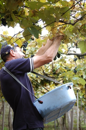 O agricultor Zeferino Menegat colhe a uva Bordô que brotou após o granizo             - Camila Baggio