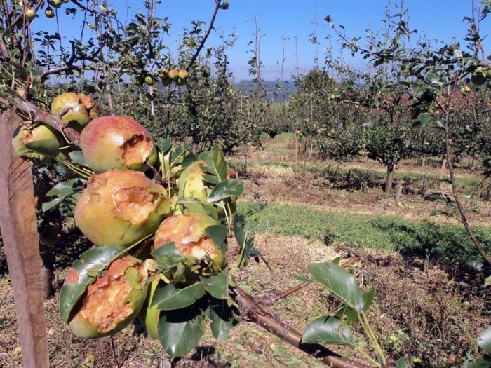 Plantações de pera (foto) e uva foram as mais atingidas. - Camila Baggio