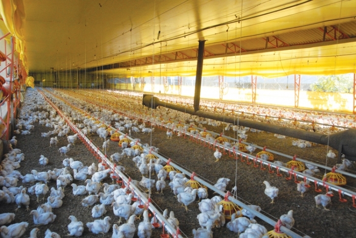 Em Nova Pádua, em 2011, foram criadas mais de 12,7 mil toneladas de aves. - Arquivo O Florense