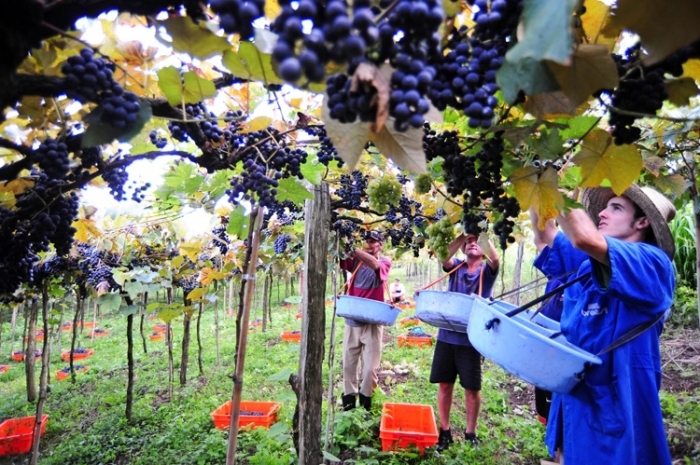 Levantamento tem por objetivo estipular o custo com base nos gastos realizados nos parreirais de uvas comuns. - Luiz Chaves/Divulgação