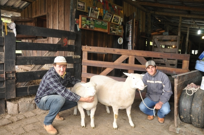 Luis com o filho Leonardo e as ovelhas Ile de France: classificação em 2012 ficou “por um pelo”. - Larissa Verdi