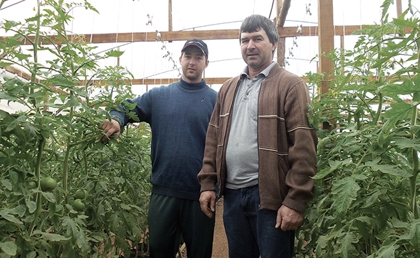 Demétrio Pan e o filho Anderson investem em estufas para o cultivo de tomate e pimentão. - Danúbia Otobelli