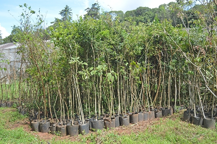 Plantas podem atingir entre 1,5m a 3m de altura. - Gabriela Fiorio/Prefeitura de FC/Divulgação