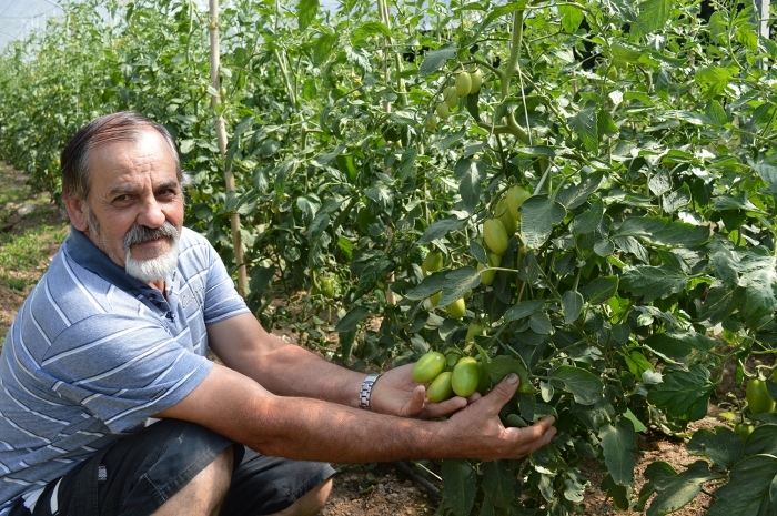 No Travessão Bonito, o agricultor Jorge Martello produz tomates e pimentões em cultivo protegido. - Camila Baggio
