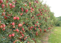 Qualidade ideal da fruta é atingida com produção de 60 toneladas por hectare. - Divulgação