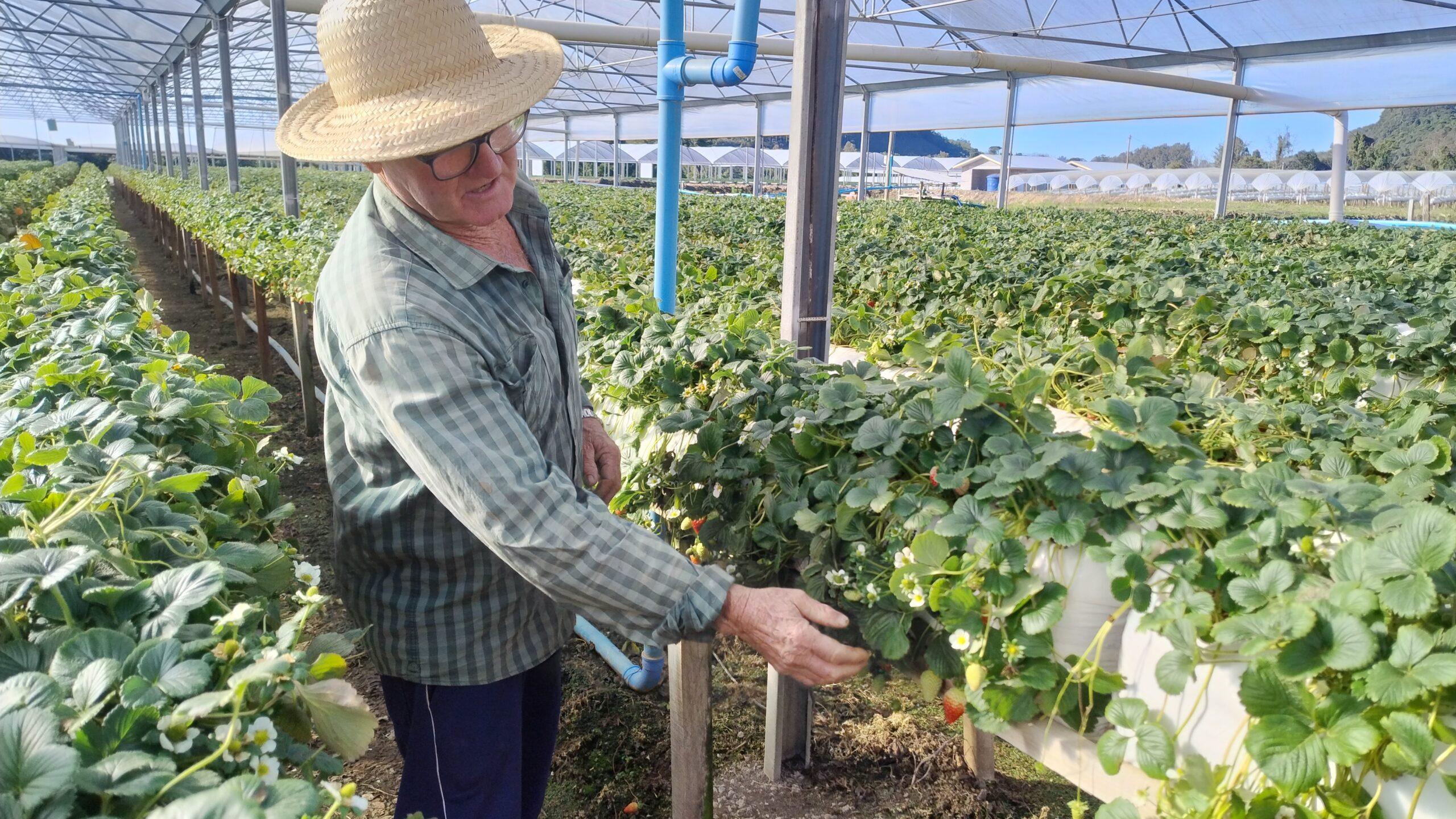NadineDilkin_Roque agricultor morango (7)